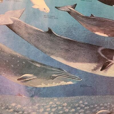 Lot 288: U.S. Department of Commerce - Marine Mammals of the Western Hemisphere November 197536" Ã— 53"