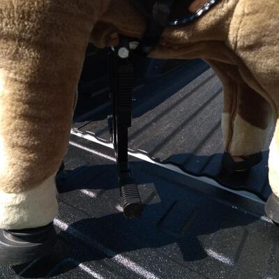 Giddy up pony