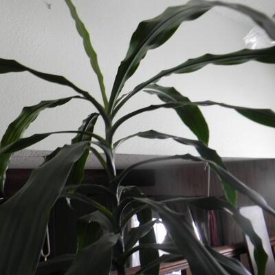 LOT 72  LIVE PLANT WITH METAL STAND