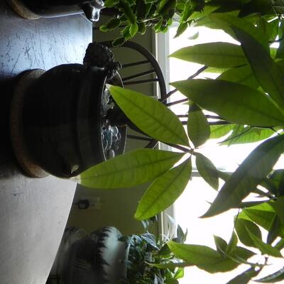 LOT 70  LIVE  POTTED PLANTS