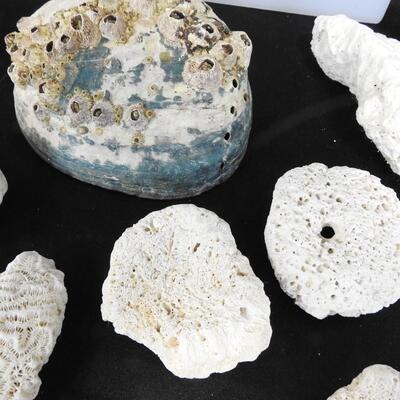 18 Rocks & Shells