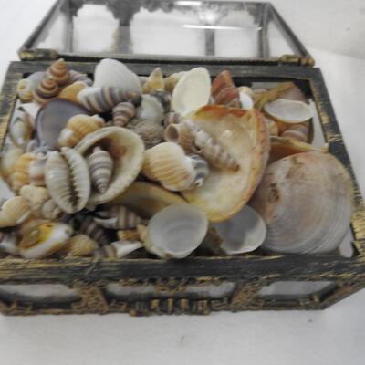 Seashells, Seahorse in Case, Trunk w/ Small Shells, Sand Dollars, Various Shapes