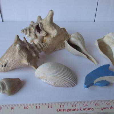 Shells and Dolphins
