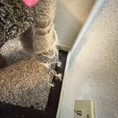 Carpeted Cat palace