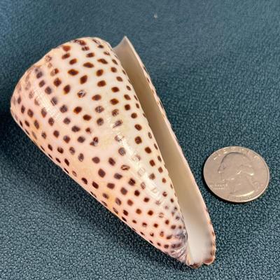 INTERESTING SPOTTED COILED SEASHELL