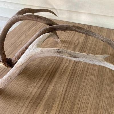 Antlers
