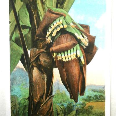 8 Old Postcards from the early 1900's