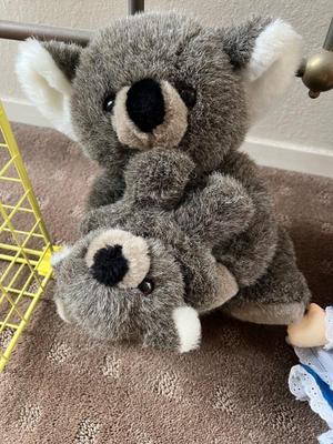 Koala bears
