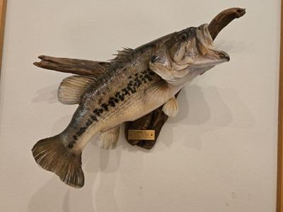 8lb Largemouth Bass Taxidermy