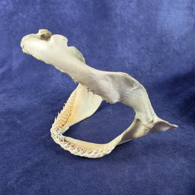 shark jaw
