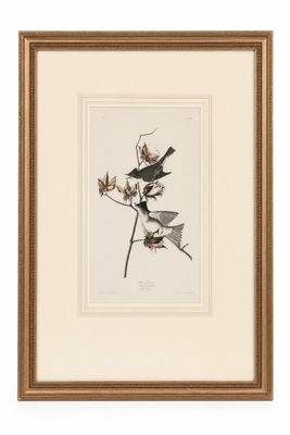 1029 Framed John James Audubon “Tyrant Flycatcher” Bird Print