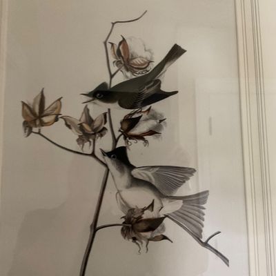 1029 Framed John James Audubon “Tyrant Flycatcher” Bird Print