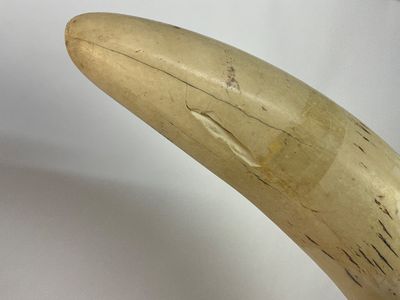 1055 Pair of Faux Ivory Decorative Tusks on Wooden Base