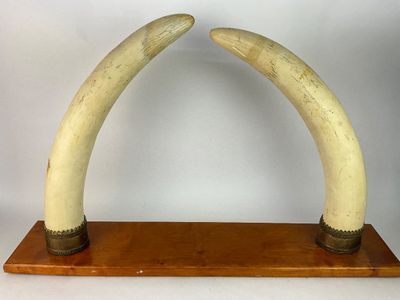 1055 Pair of Faux Ivory Decorative Tusks on Wooden Base