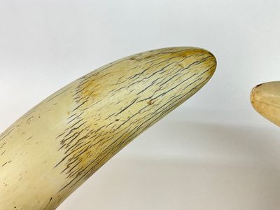 1055 Pair of Faux Ivory Decorative Tusks on Wooden Base