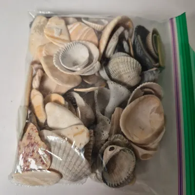 LOT 354L: Seashell Pottery, Natural Seashells, Candle & More