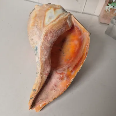 LOT 354L: Seashell Pottery, Natural Seashells, Candle & More