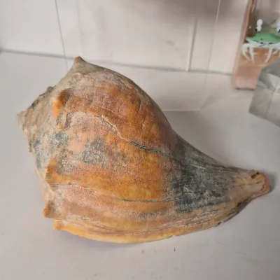 LOT 354L: Seashell Pottery, Natural Seashells, Candle & More