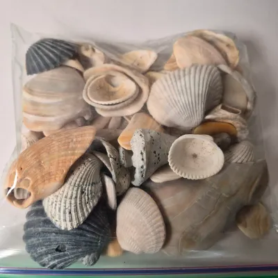 LOT 354L: Seashell Pottery, Natural Seashells, Candle & More