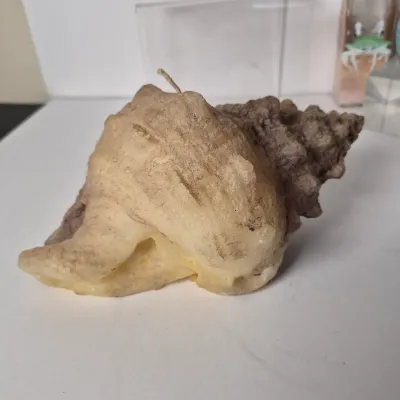 LOT 354L: Seashell Pottery, Natural Seashells, Candle & More