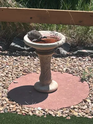 G bird bath
