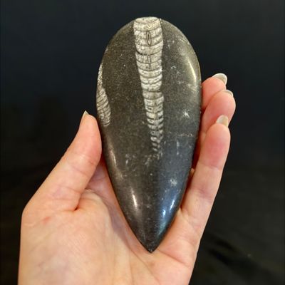Ammonite Fossil Plate and Orthoceras Fossil (D-BM)