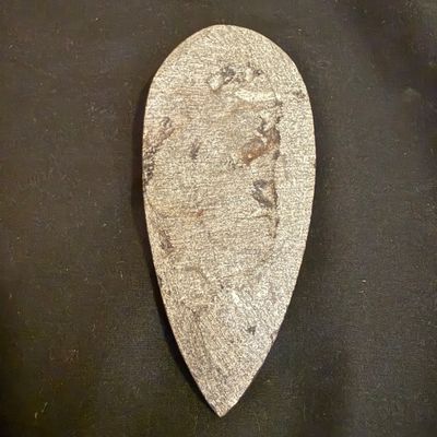 Ammonite Fossil Plate and Orthoceras Fossil (D-BM)
