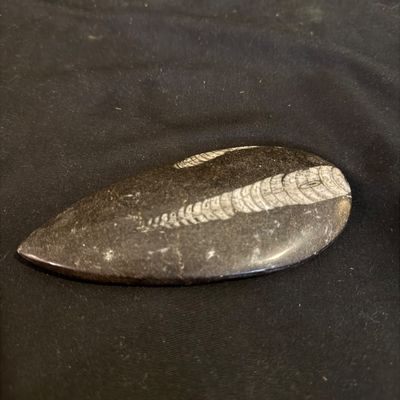 Ammonite Fossil Plate and Orthoceras Fossil (D-BM)
