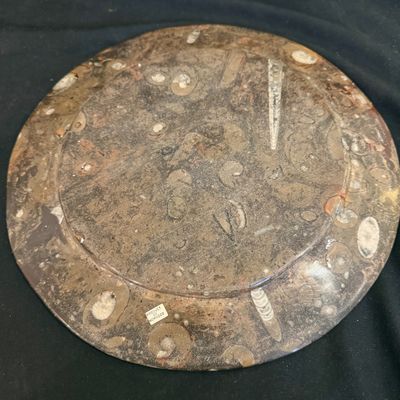 Ammonite Fossil Plate and Orthoceras Fossil (D-BM)