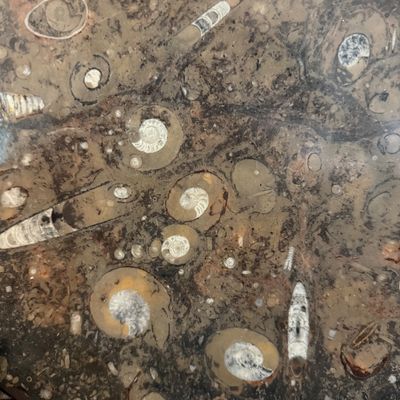 Ammonite Fossil Plate and Orthoceras Fossil (D-BM)
