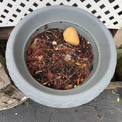 Two Large Planters and More (DG-BM)