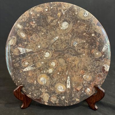 Ammonite Fossil Plate and Orthoceras Fossil (D-BM)
