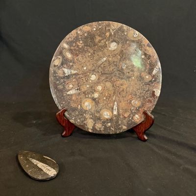 Ammonite Fossil Plate and Orthoceras Fossil (D-BM)