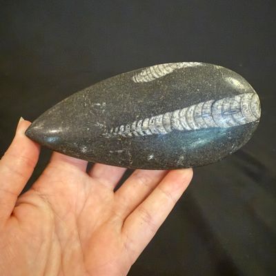 Ammonite Fossil Plate and Orthoceras Fossil (D-BM)