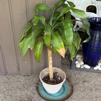 Potted Dracaena (Corn Plant) & Drainage Tray (BP-SF)