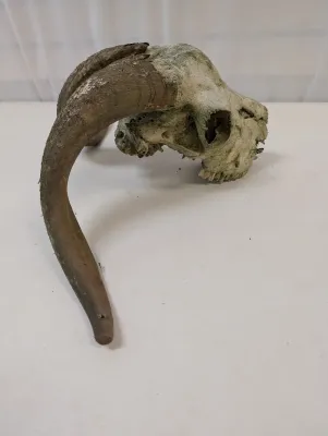 Antique Animal Skull