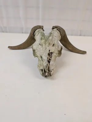 Antique Animal Skull