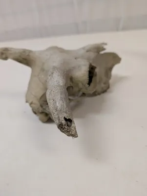 Antique Animal Skulls