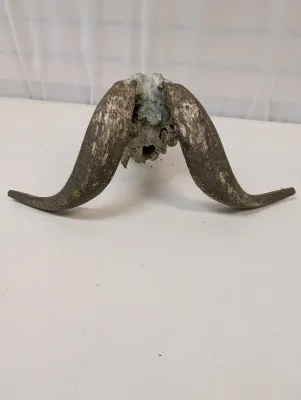 Antique Animal Skull