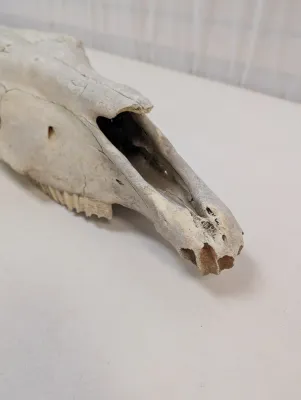 Antique Animal Skull