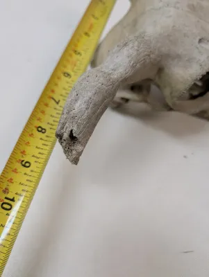 Antique Animal Skulls