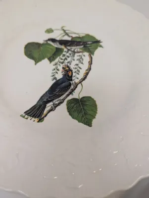 Alfred Meakin England The National Audubon's Birds Of America Plates