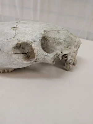 Antique Animal Skull