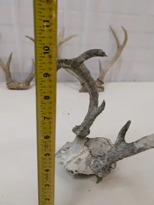 Antique Animal Skulls