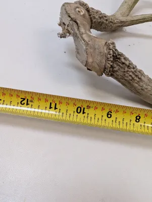 Antique Animal Skulls