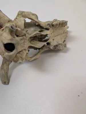 Antique Animal Skulls