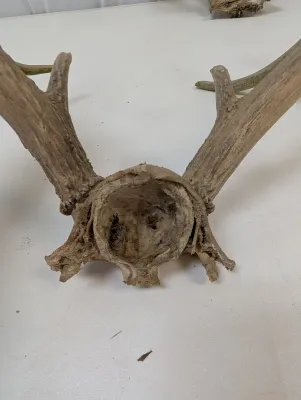 Antique Animal Skulls