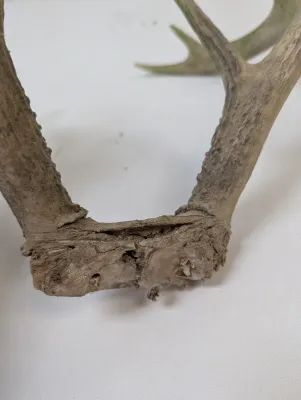 Antique Animal Skulls