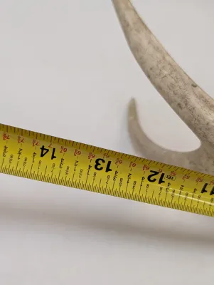 Antique Animal Skulls