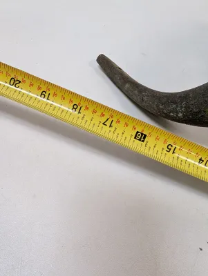 Antique Animal Skull